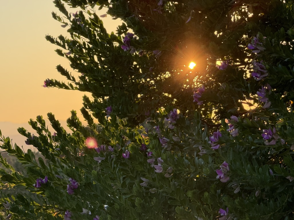 Evening flowers and soft hillside light at Belvedere