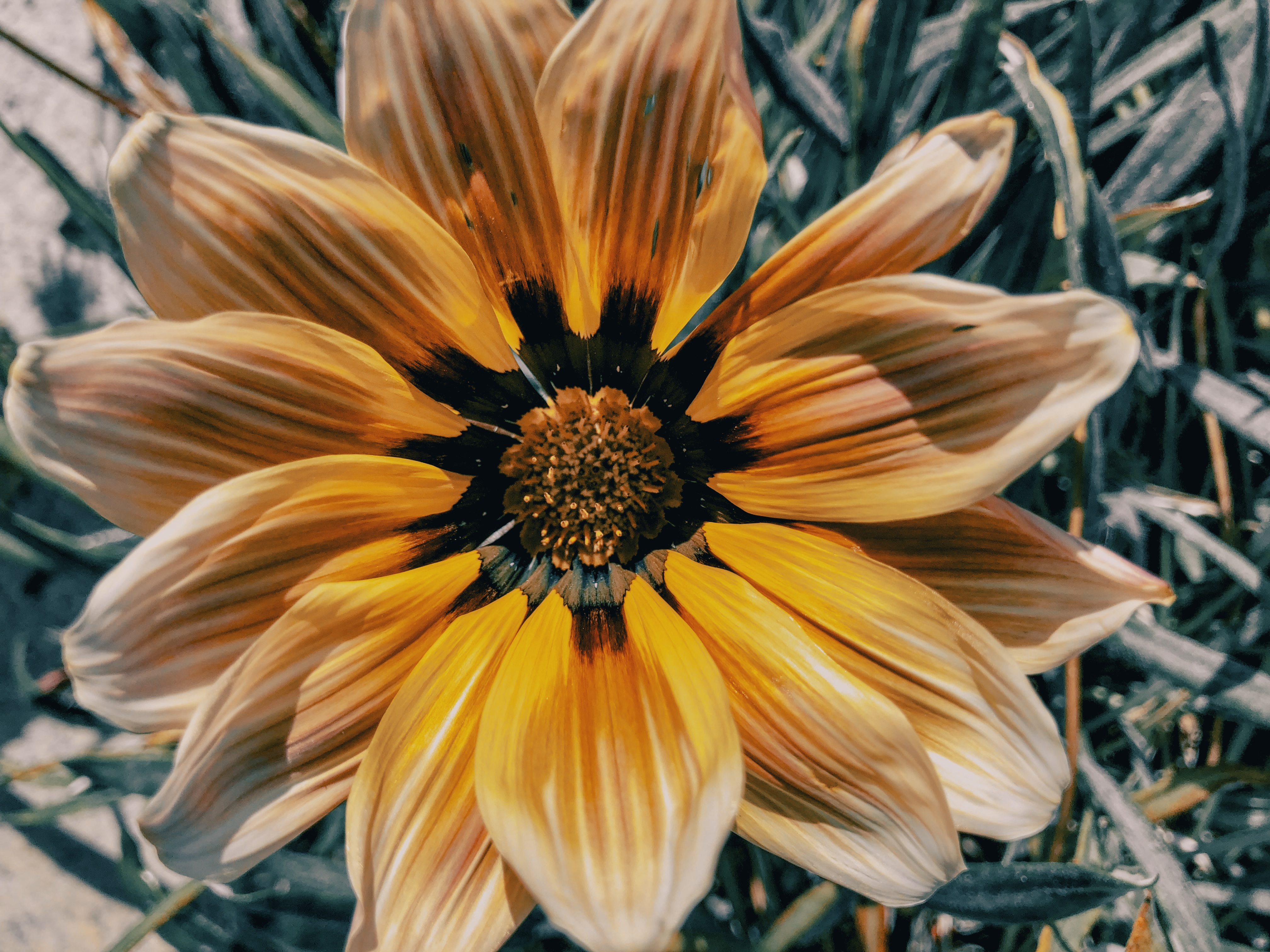 Flowering plants in the Su Bisu landscape