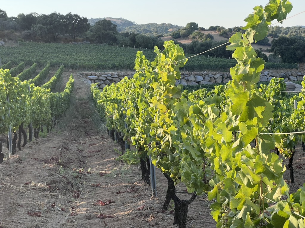 Vineyard rows in evening light