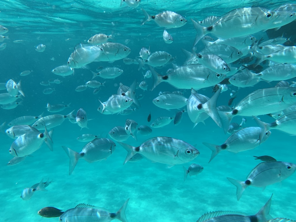 Fish underwater near Molara