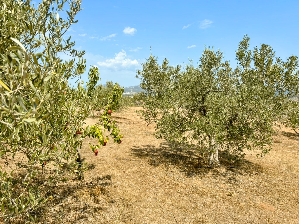 Olive trees growing on the Su Bisu land