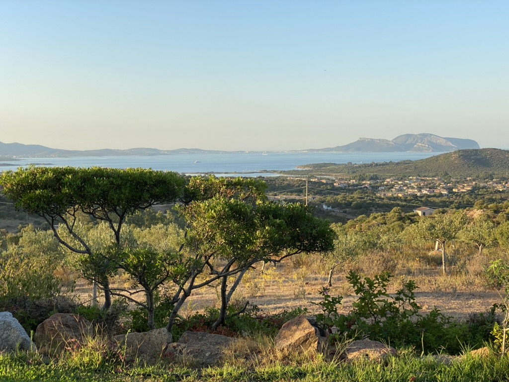View across olive trees and the coast toward Tavolara
