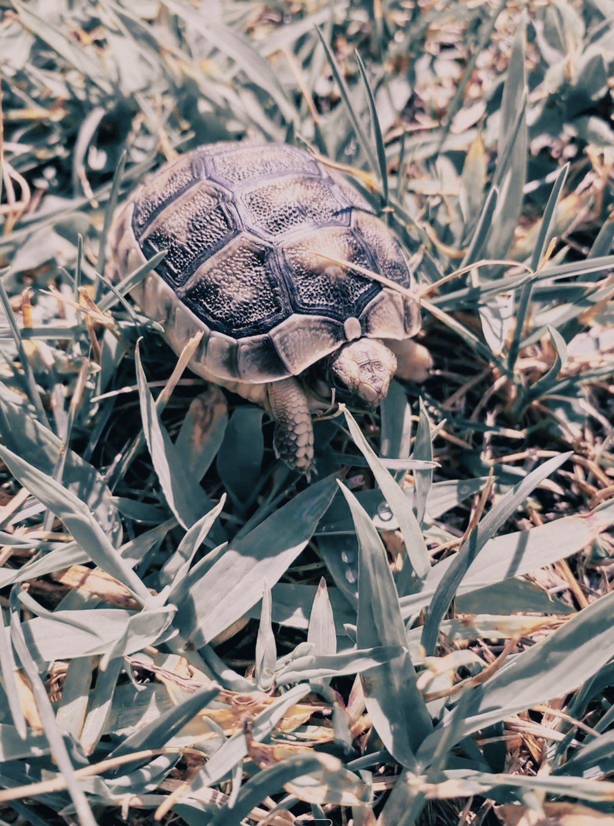A quiet turtle moment in Sardinian nature